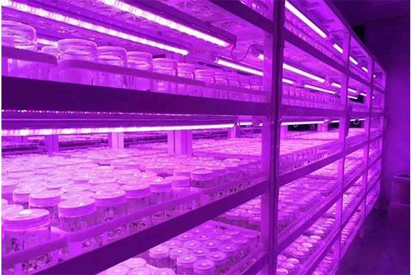 现代植物工厂用led代替荧光灯种植生菜-培养架